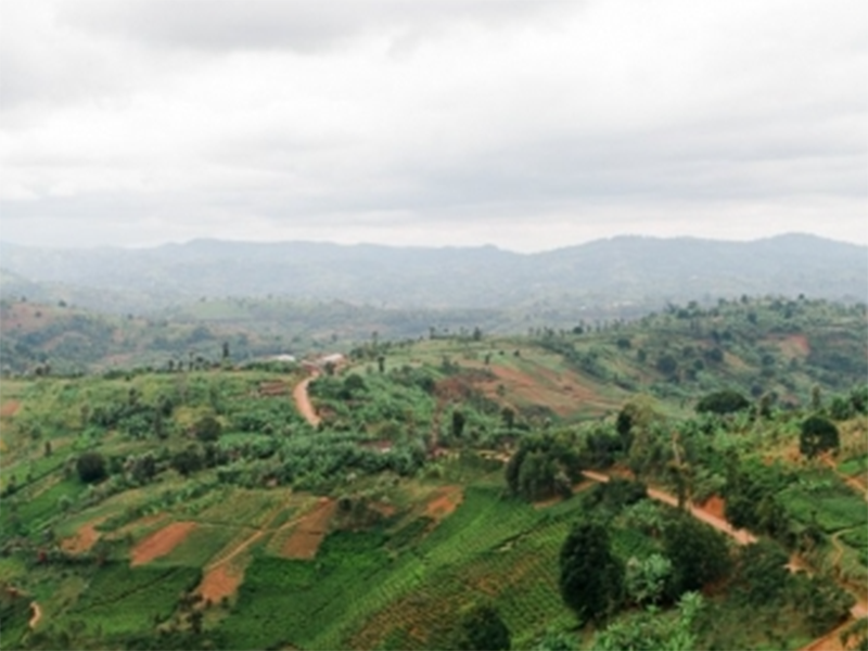 2 Burundi Izuba Kayanza - la tosteria