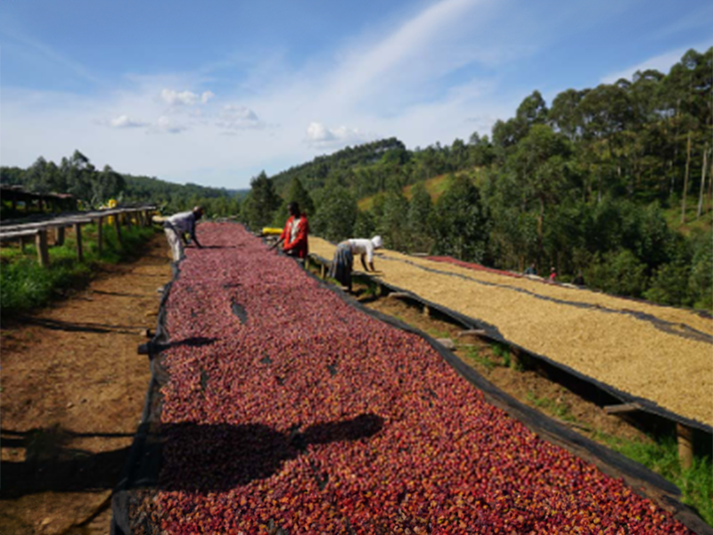 3 Burundi Izuba Kayanza - la tosteria