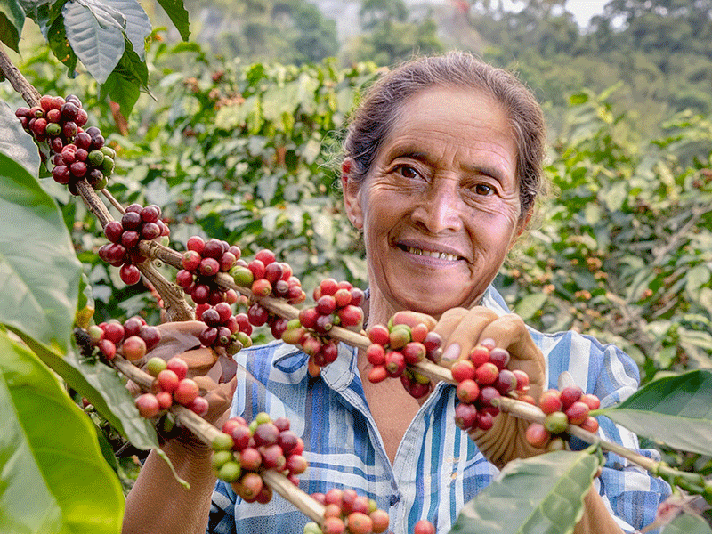 Donna-del-Guatemala-in-piantagione-di-caffè,-drupe-di-caffè-rosse-sui-rami-56442