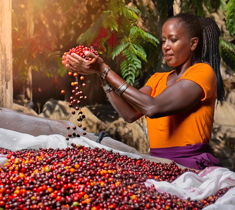 Donna-sorridente-Etiope-con-drupe-di-caffè-rosse-60839