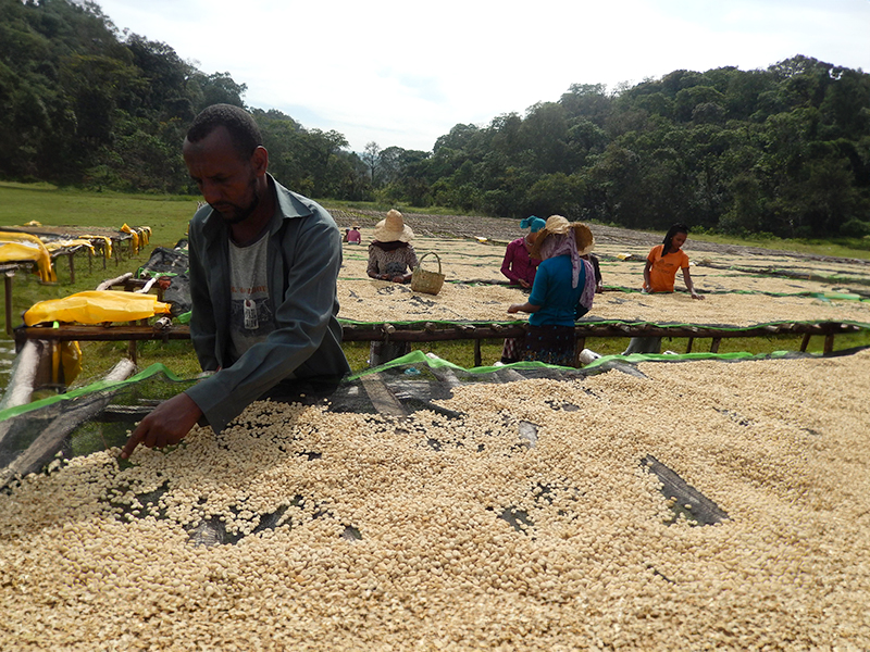 Ethiopia Agaro Gera - la Tosteria (5)