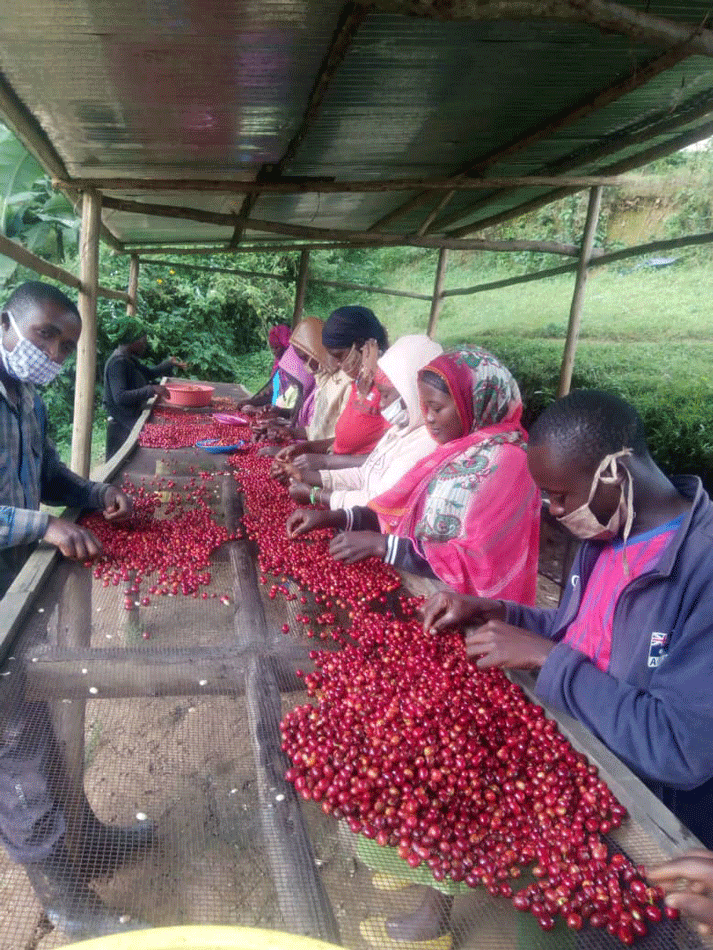 Rwanda-cyato-coffee-05_780x