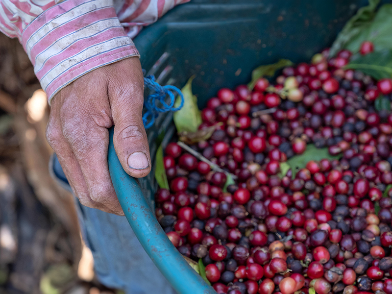 4 Costarica Finca Las Nubes