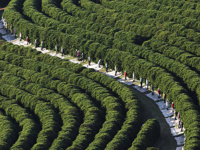 Brasil Conilon Fazenda Venturim - la Tosteria (17)