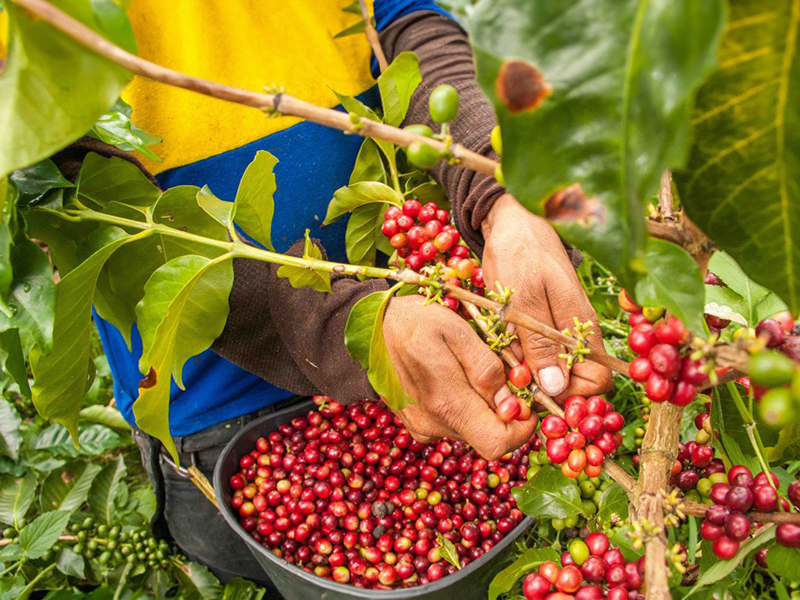 Colombia Finca Hebron - la Tosteria (10)