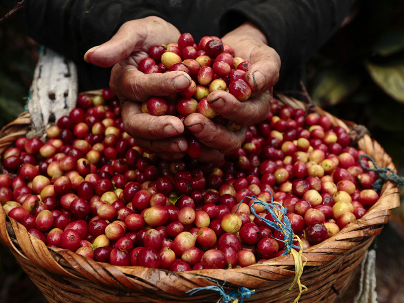 Portrait of María del Socorro López López, 43, a coffee picker at La Revancha Coffee Estate in Matagalpa, Nicaragua. “I have worked 10 years here. With the Fair Trade Committee we will get a price from our work. We are being trained to do our work better”. La Revancha is one of the few Fair Trade certified coffee estates in Latin America. Some buyers prize this labor rights initiatives with a higher market price, which will soon go directly to the workers. Some social actions are made by the workers Fair Trade committee which has direct talks with land owners.