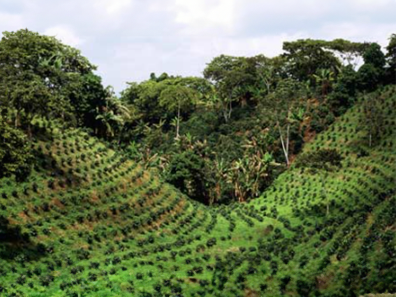 Cuba Sierra Maestra - la Tosteria (5)