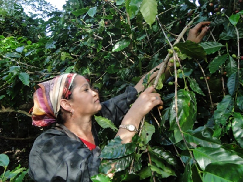 Cuba Sierra Maestra - la Tosteria (6)