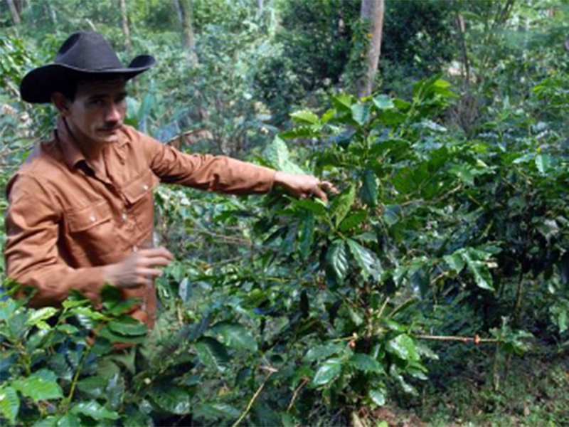 Cuba Sierra Maestra - la Tosteria (8)