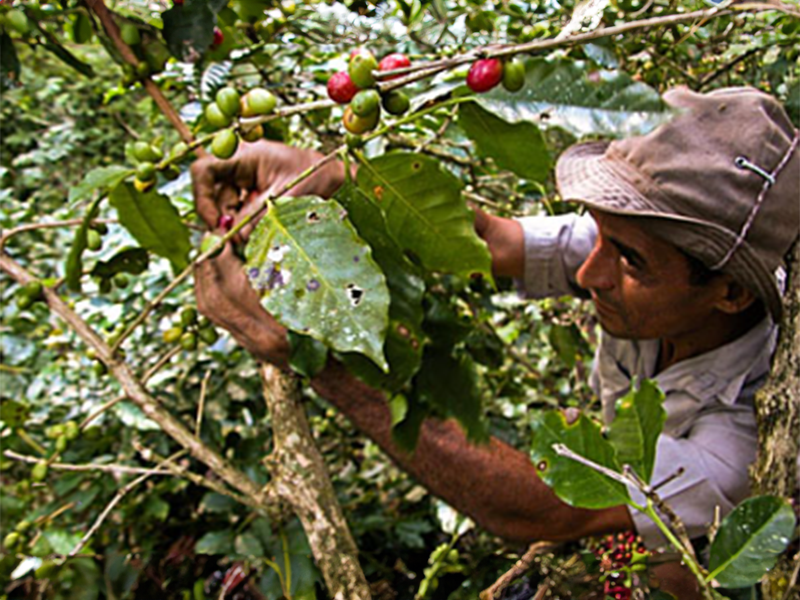 Cuba Sierra Maestra - la Tosteria (9)