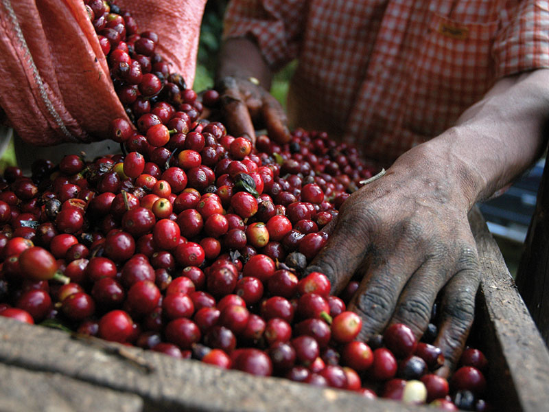 Coffee beans - Guatemala