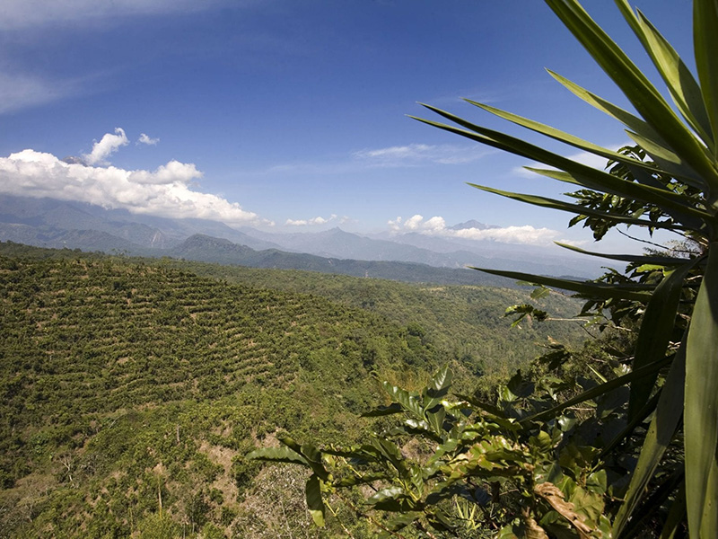 Guatemala Nemaya San Marcos - la Tosteria (6)