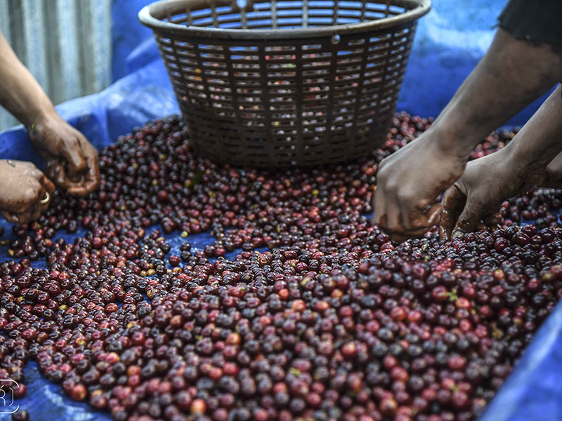 Guatemana Chimaltenango Finca La Senda - La Tosteria (3)