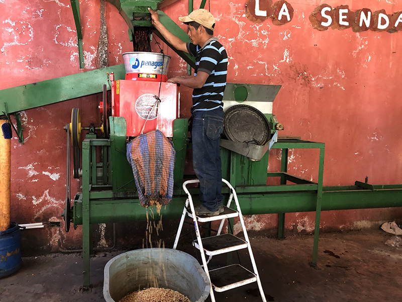 Guatemana Chimaltenango Finca La Senda - La Tosteria (5)