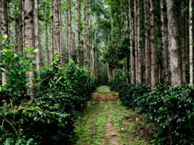 India Chikmagalur _Sargod Estate - la Tosteria (21)