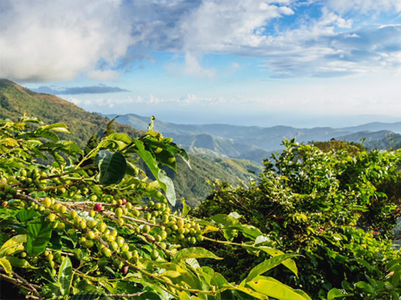 Jamaica Blue Mountain - la Tosteria (4)