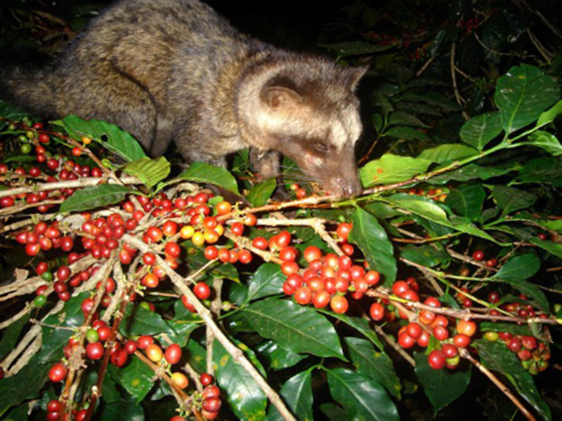 Kopi Luwak Indonesia - la Tosteria (3)